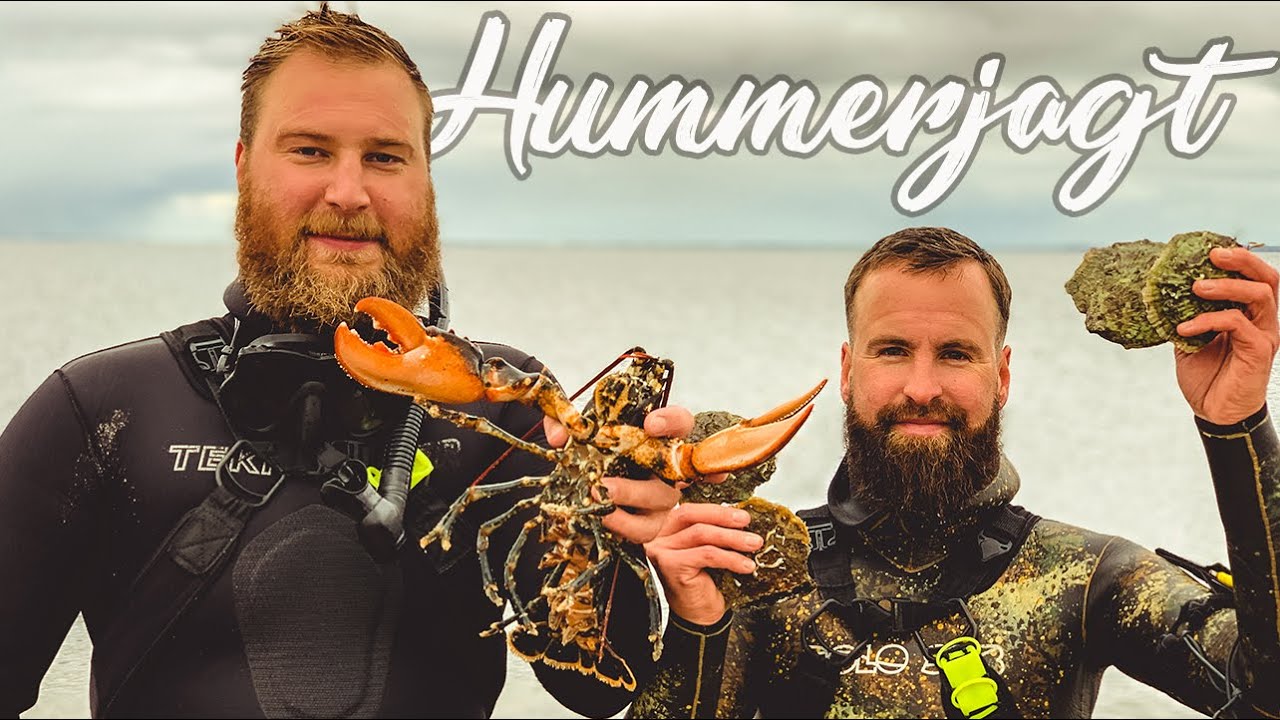 Uvjagt - Hummer i Limfjorden