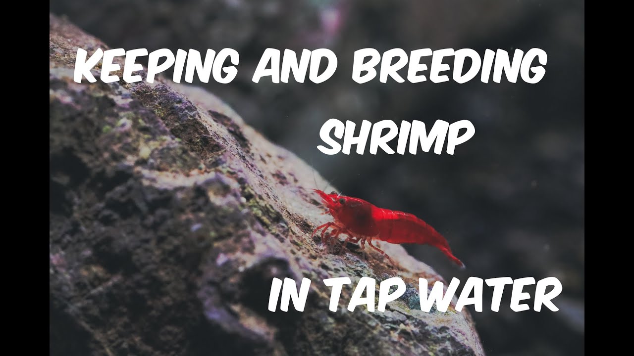 Keeping and Breeding Shrimp in Tap Water