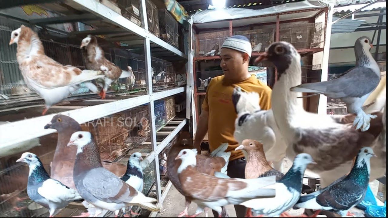 SOLO MERPATI FESTIVAL! Grebek Grosir Merpati Unik dan Langka! 🐦