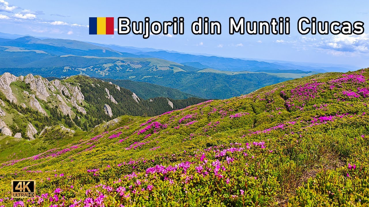 Traseu spre paradisul bujorilor din Ciucas! Drumetie Varful Muntele Rosu - Gropsoarele - Zaganu