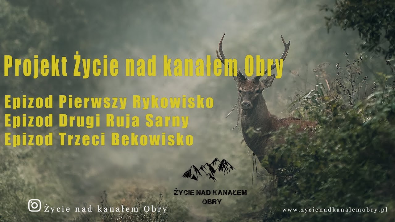 Magiczna dolina Obry  I Rykowisko Jelenia I Ruja Sarny I Bekowisko I  I Deer Rut I SONY 200-600