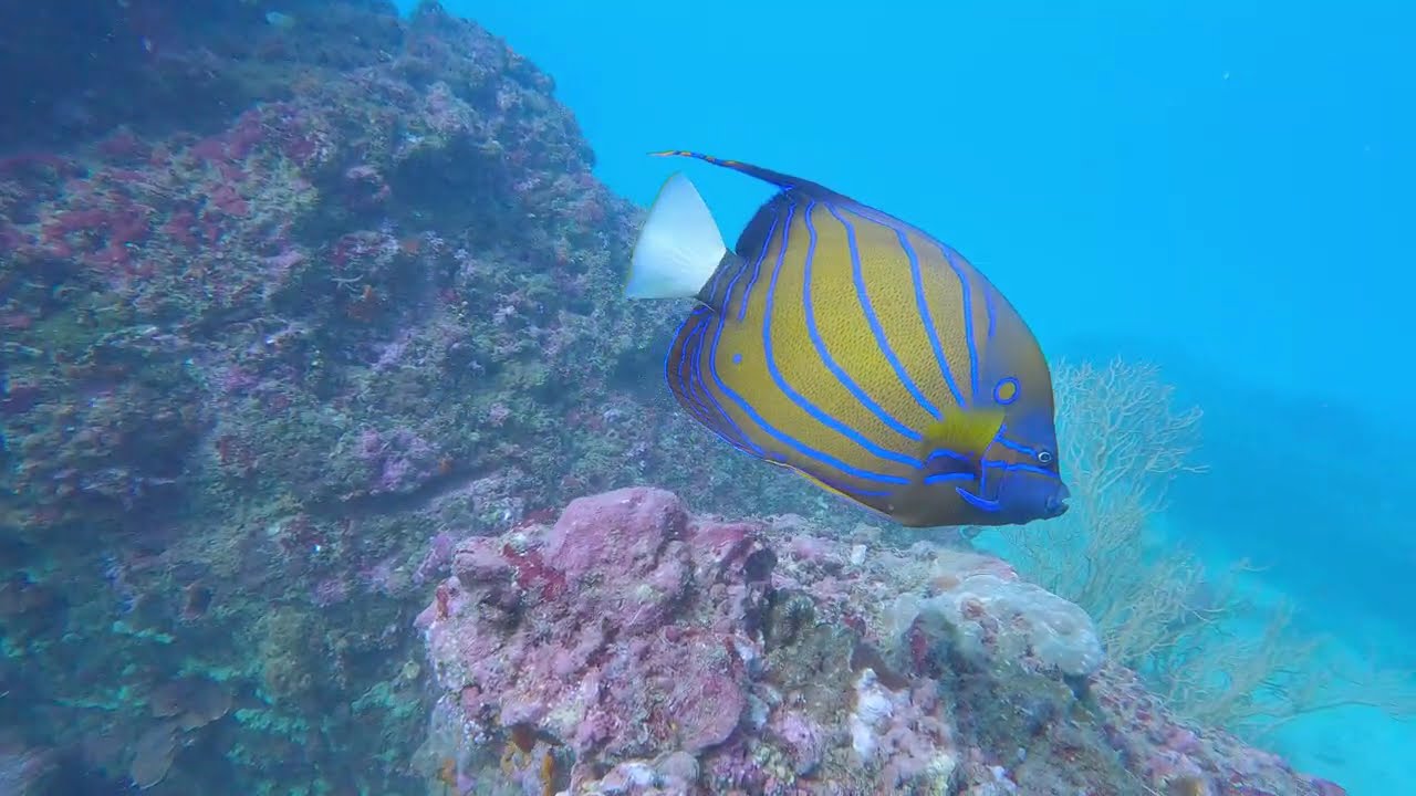 Diving Phuket, December 2025