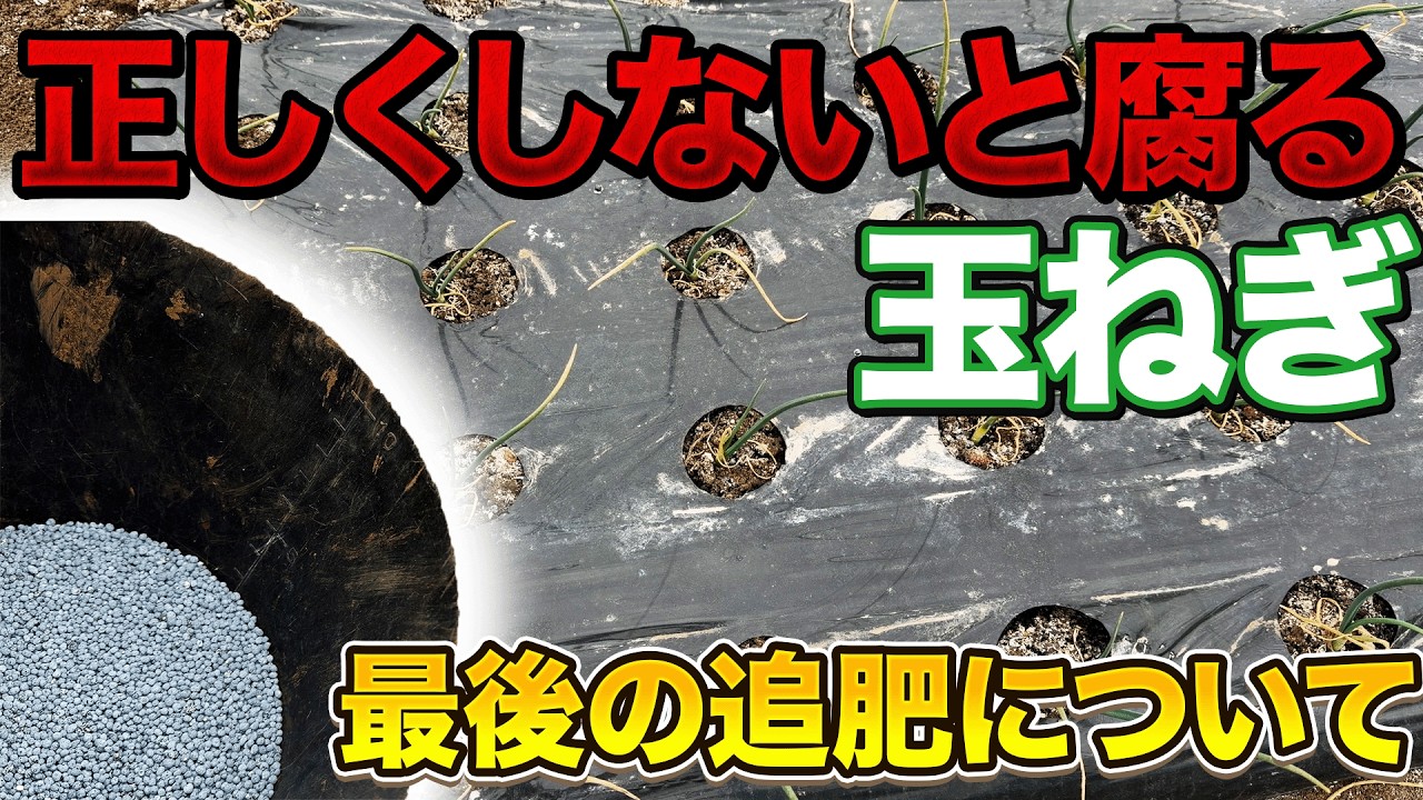 【メカニズム】玉ねぎ栽培で大きくしたいのならば2月に〇〇作業は欠かさないで！