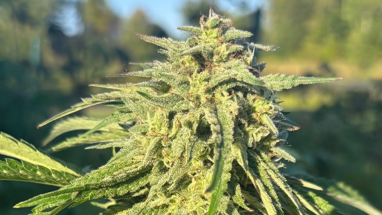 Harvest 3.0 Orange Cream Pop @humboldtseedcompany @BuildASoil @Coastofmaine  