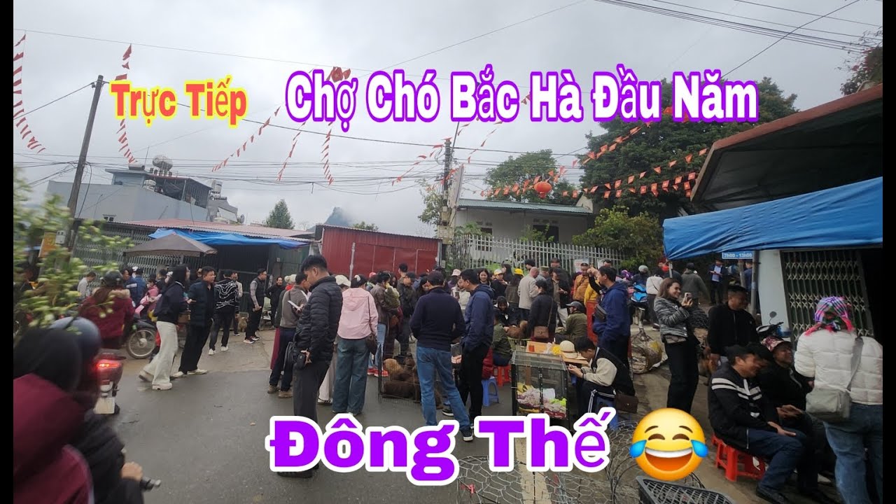 Bac Ha TV đang phát trực tiếp chợ chó bắc hà đầu năm khách đông như kiến
