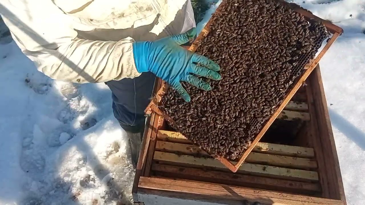 Розплід є?чи нема!?