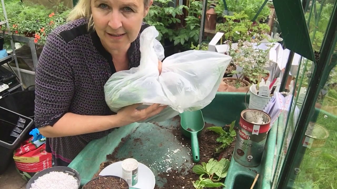 Introduction to vegetative propagation part 1. RHS Level 2