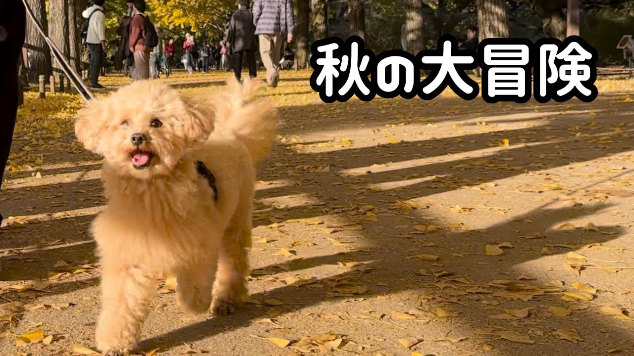 犬連れ・赤ちゃん連れに最高の秋さんぽ！トイプー大はしゃぎ【昭和記念公園】