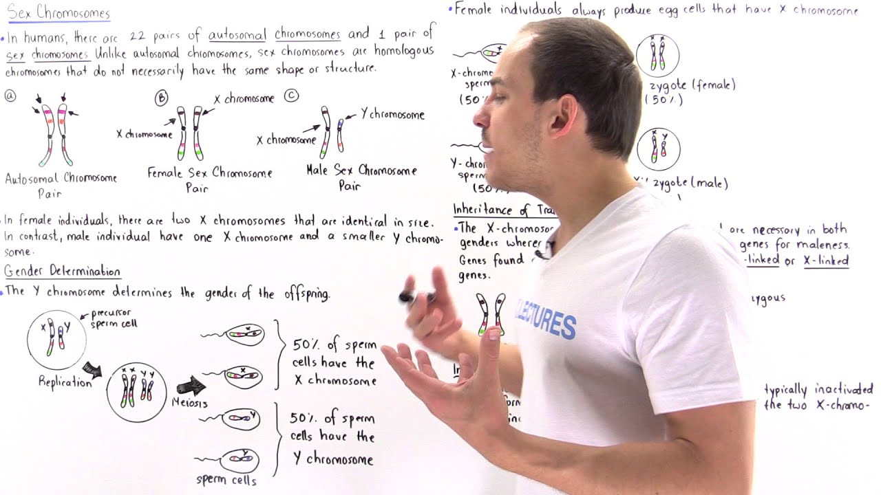 Sex Chromosomes and Sex-Linked Traits