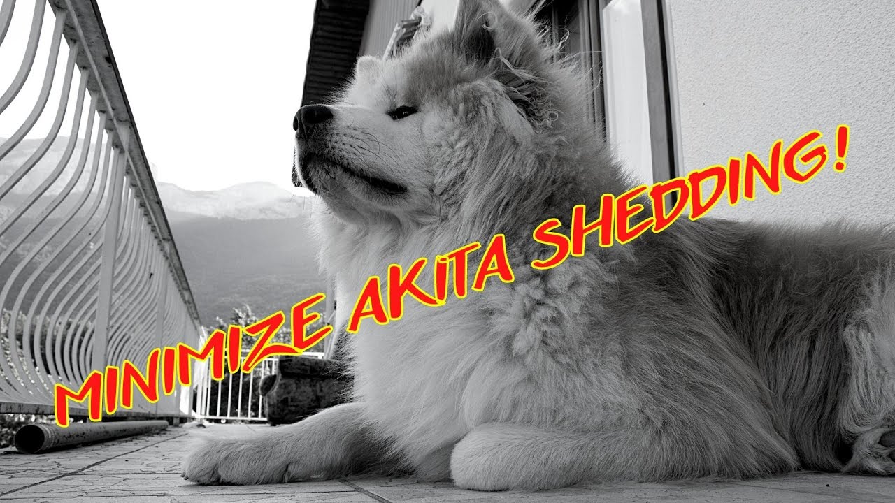 Akita Shedding: Here’s How Much And 5 Best Tips To Manage