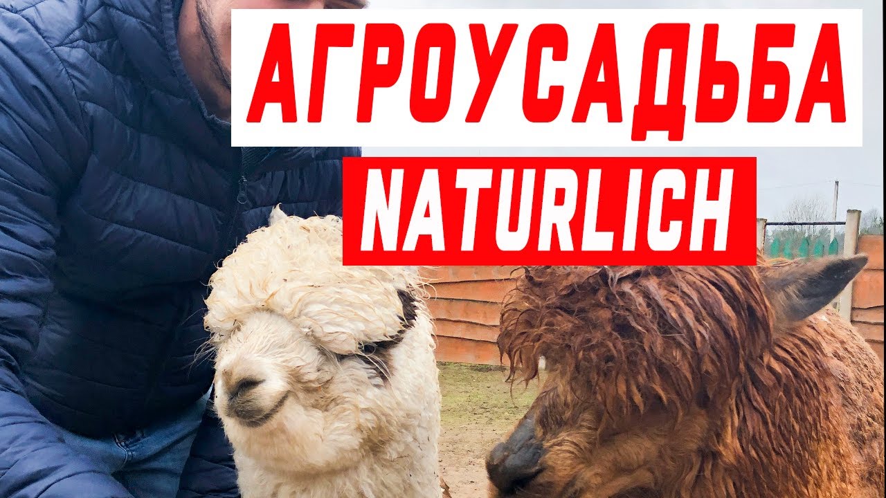 Альпаки на агроусадьбе NatUrlich. Лучше чем зоопарк! Поездка в выходной день.