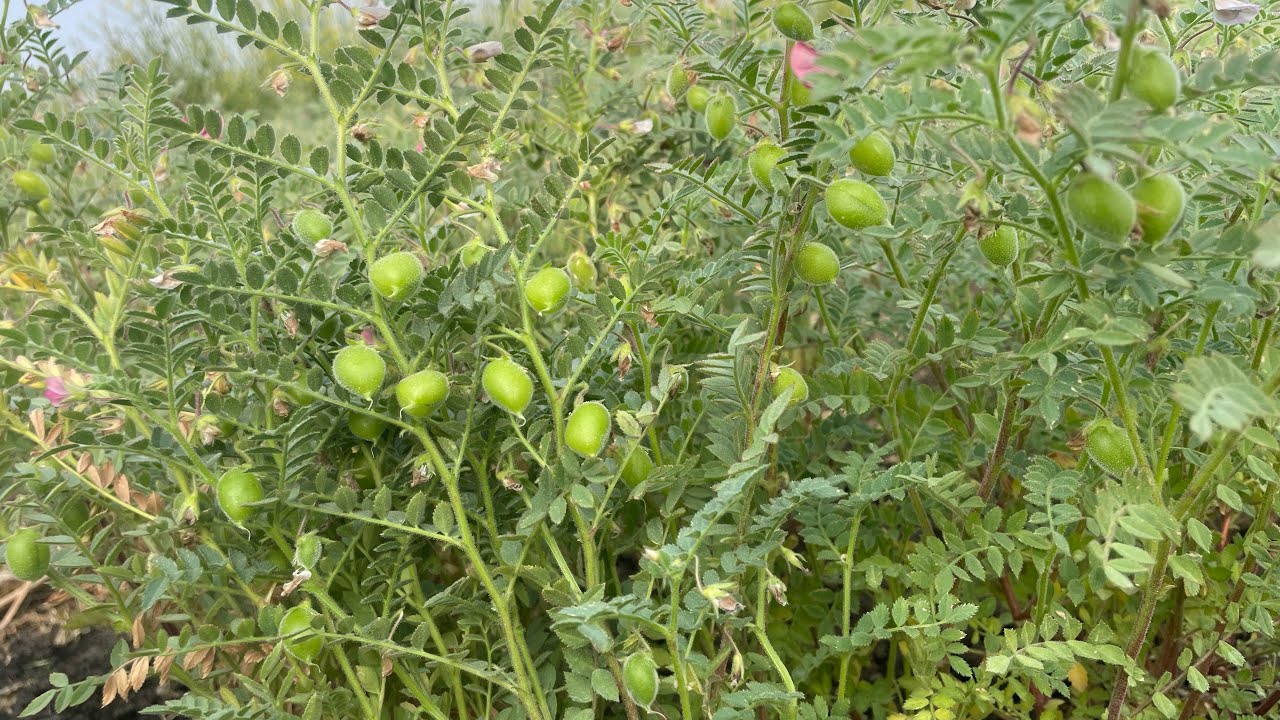 चने में की खेती की जानकारी दफ्तरी 21#agriculture