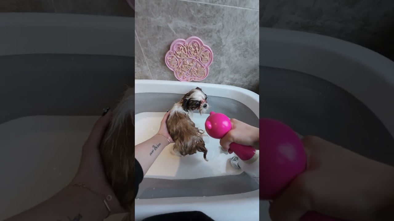 西施呼啦今日主线任务：洗澡 #vlog日常 #新手养狗 #狗狗洗澡#西施犬 #萌宠
