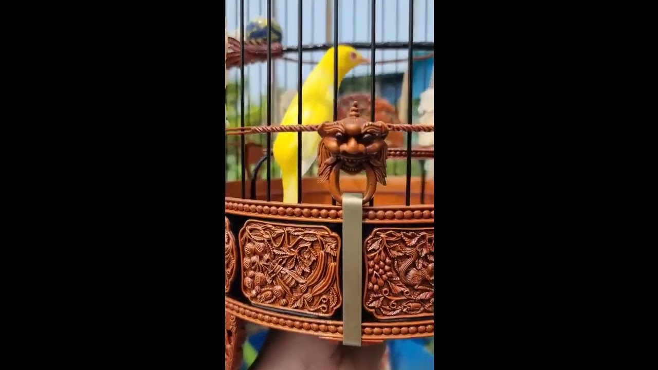 Tiếng Khuyên Mái Tơ Cực Dâm Kích Trống Nghe Là Líu Thúc Chim Trống Nhanh Căng Lửa Bổi Nghe Là Líu 1