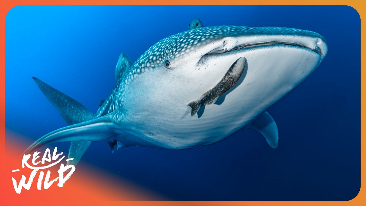 Whale Sharks | Living with Gentle Giants of the Ocean | 4K