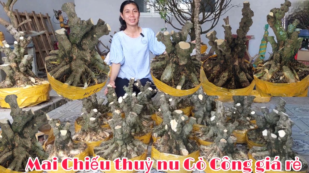 Nhật Truyền Bonsai 20/12 chào bán - Mai Chiếu Thủy Nu Gò Công, Mai Giảo Thủ Đức