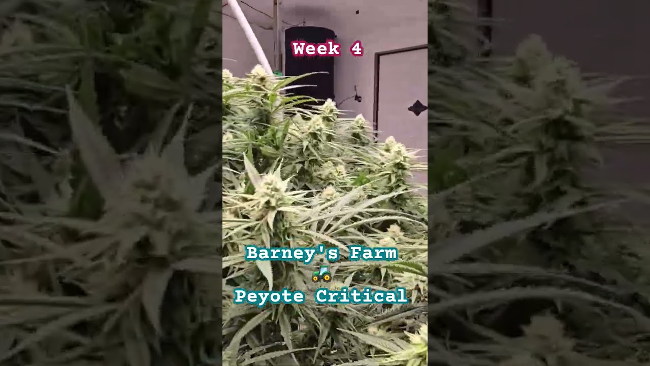 Barney's Farm Peyote critical week 4 blue cheese🧀 Dinafem. #Barney'sFarm #growyourown