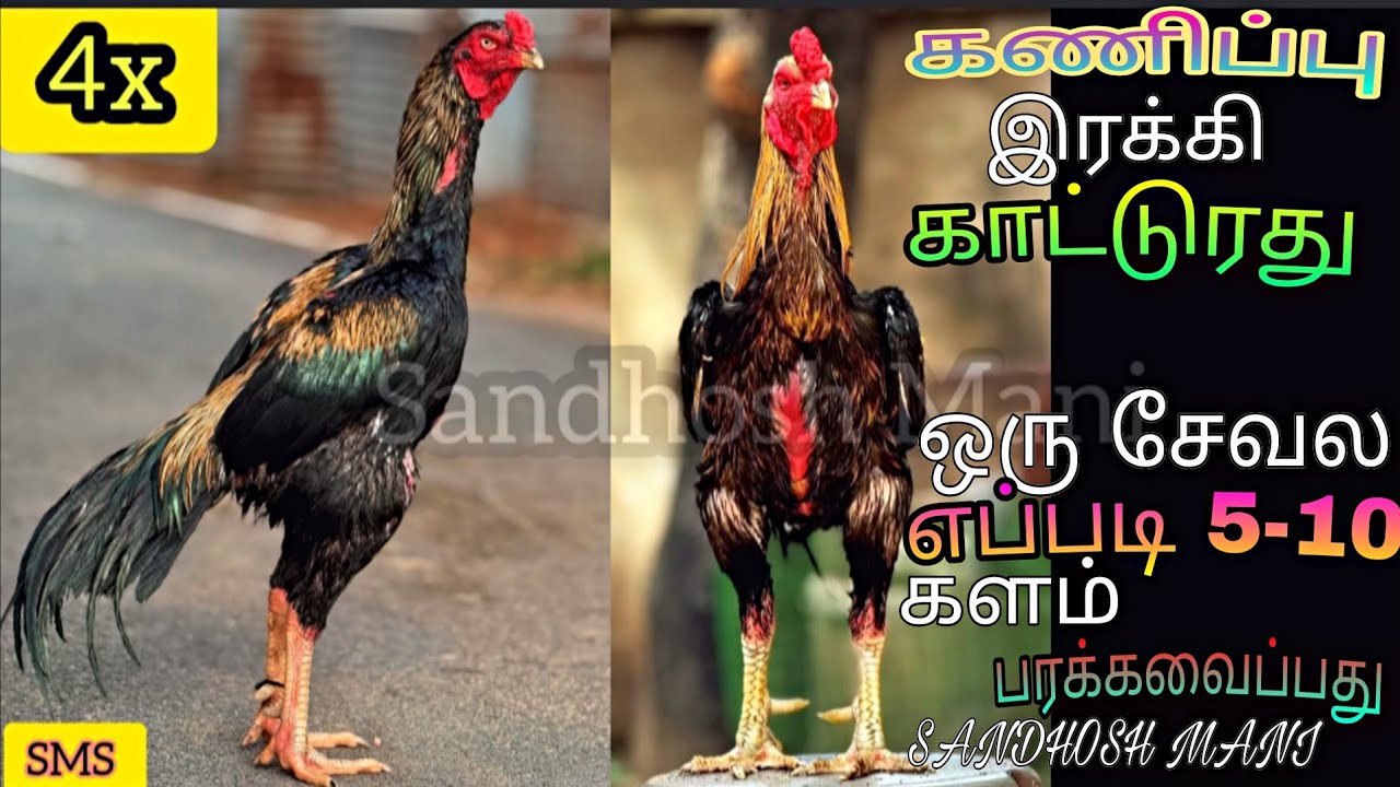 இரக்கி காட்டுர சேவல கணிப்பு அந்த சேவலை பயன்படுத்தும் விதம் 