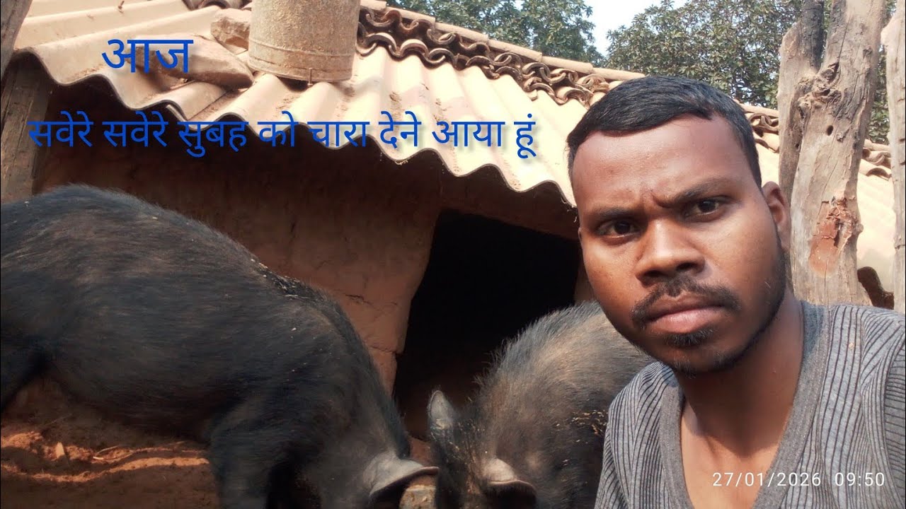 आज सवेरे सवेरे सूअर को चारा देने आया हूं#us korwa vlogger