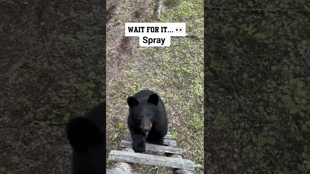 Wait for it&hellip;I guess bear spray does work 👀