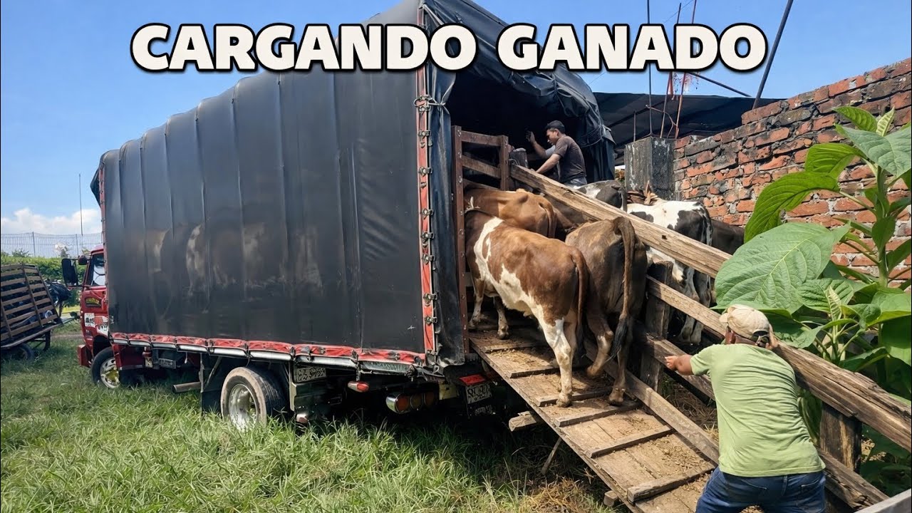 HOY VAMOS A CARGAR MI PRIMER VIAJE DE VACAS 🐄 