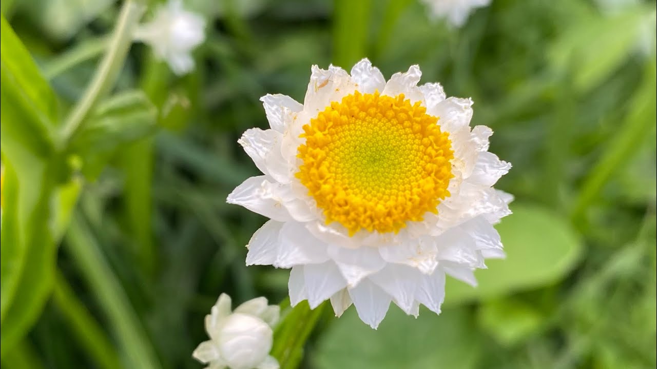 April flower farm tour, Blooms on the Hill