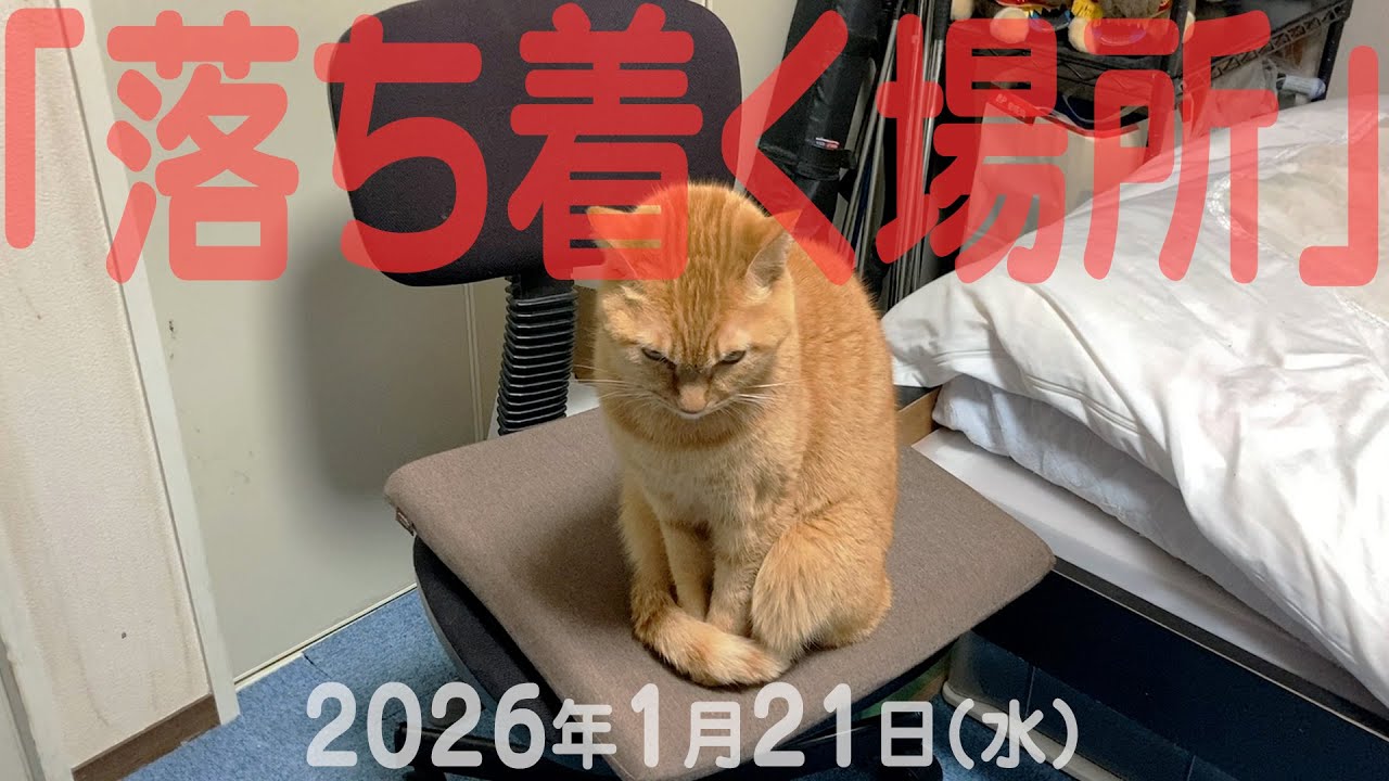 我が家の猫たち「落ち着く場所」2026年1月21日(水) 