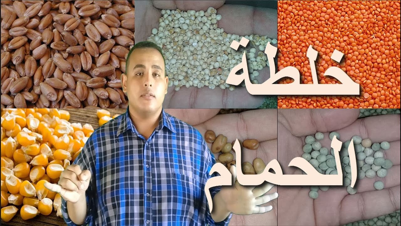 عمل خلطة أكل للحمام - أهم مكونات كلفة الحمام