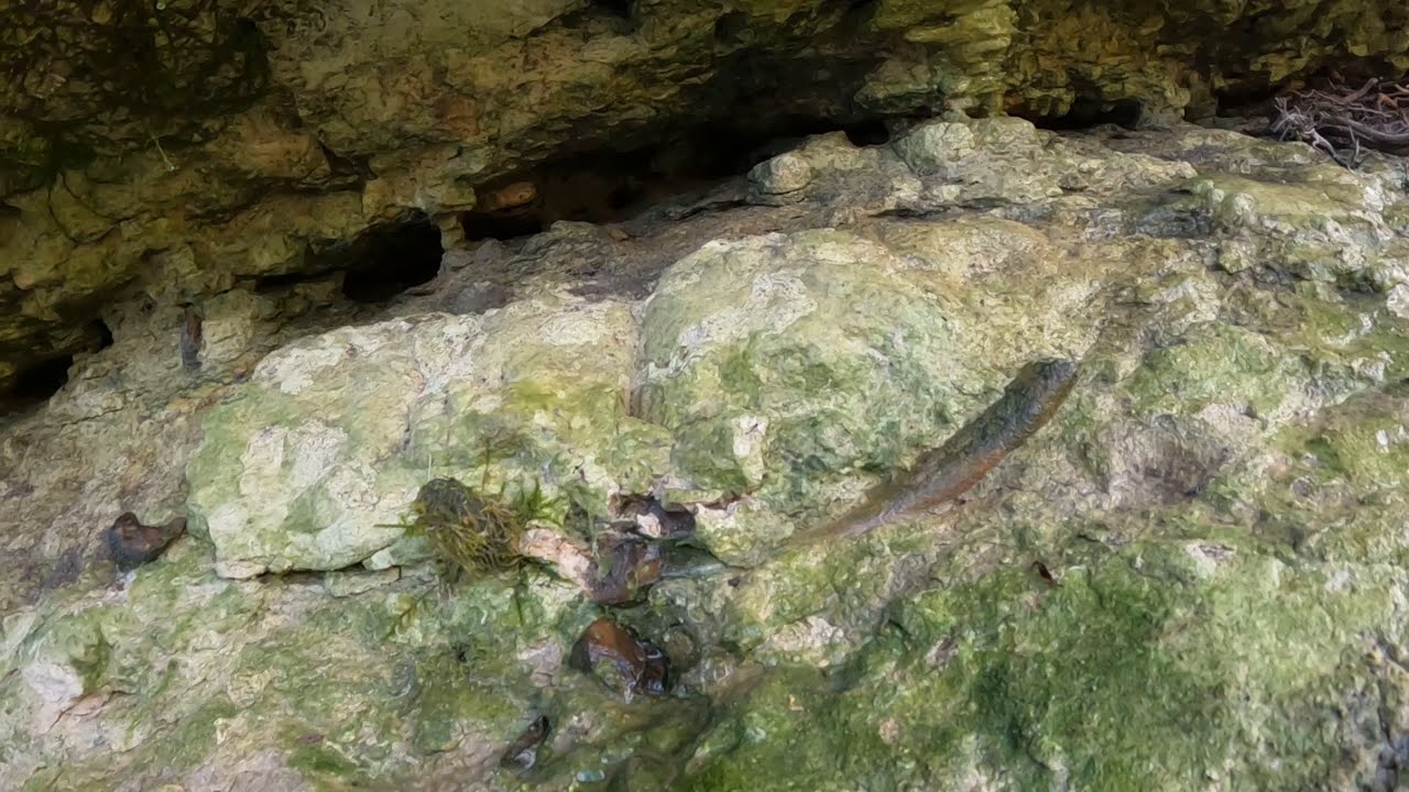 Fossil hunting the panhandle