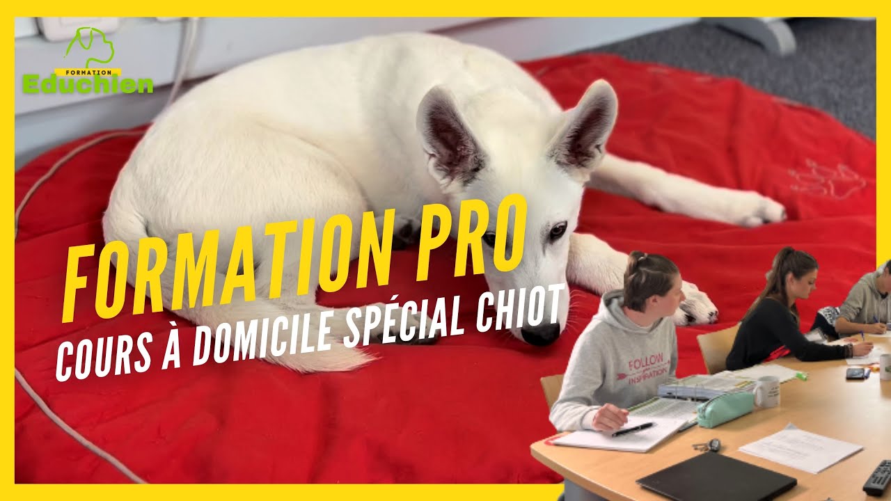 Cours à domicile - FORMATION PRO ÉDUCATEUR CANIN par EDUCHIEN