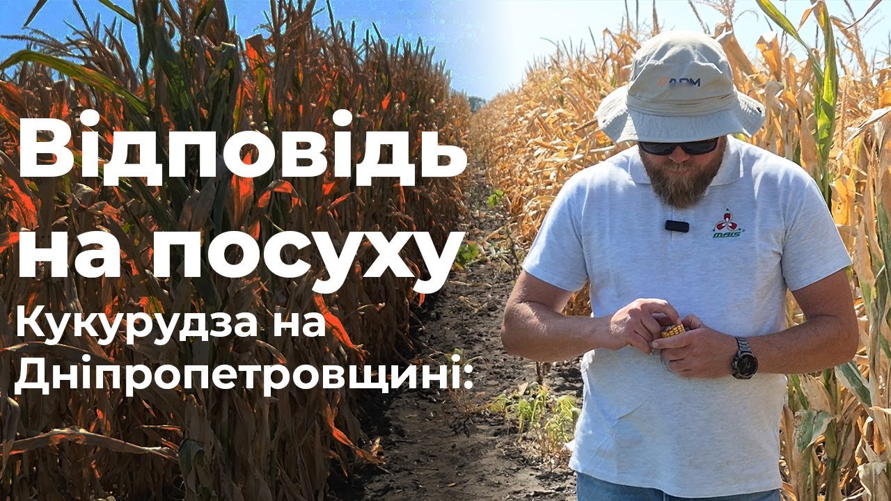 Кукурудза в умовах посухи на Дніпропетровщині