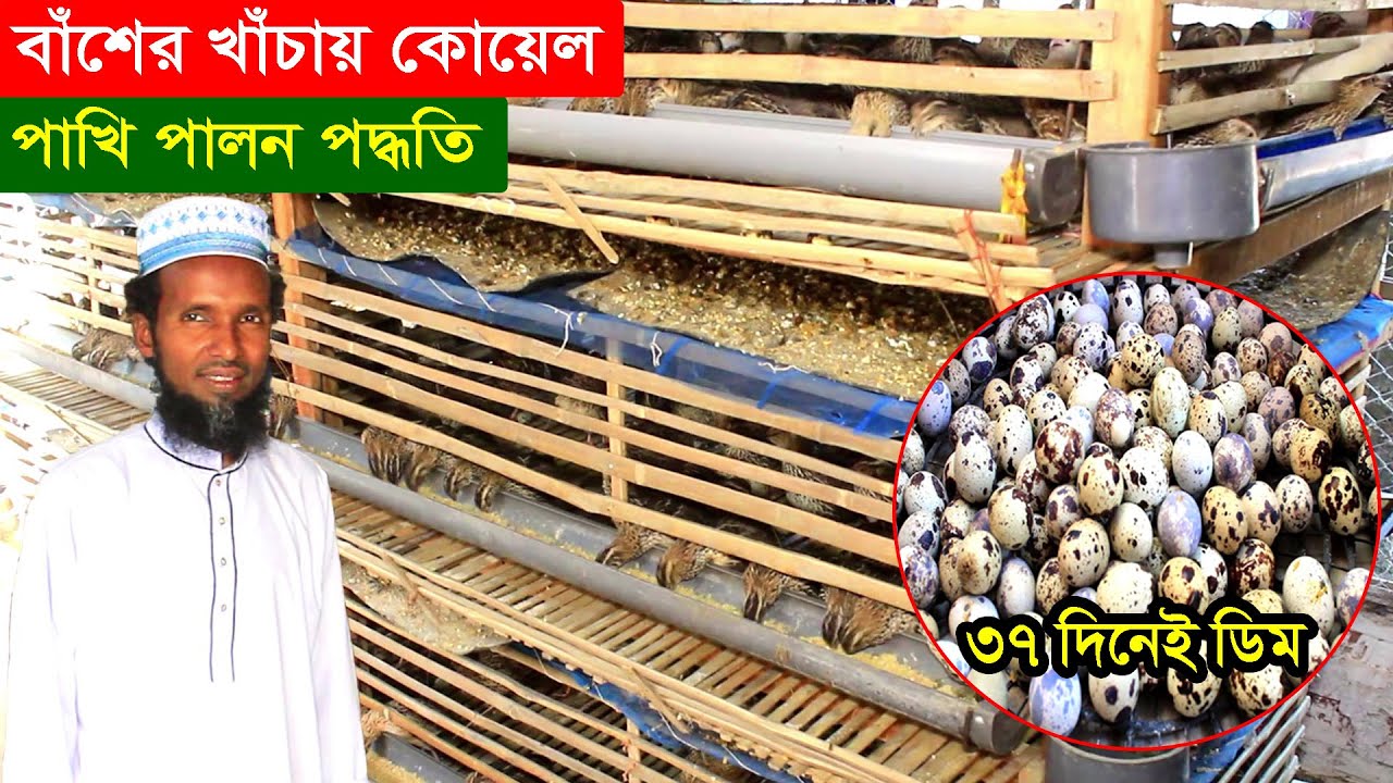 খুবই কম খরচে বাঁশের খাঁচায় কোয়েল পাখি পালন পদ্ধতি জেনে নিন | Quail Bird Farming In Bangladesh