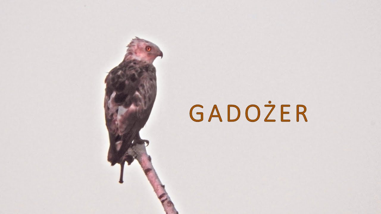 Gadożer - Circaetus gallicus