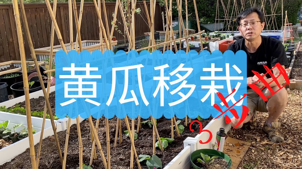 黄瓜移栽3步曲：黄瓜什么时候移栽到室外？黄瓜炼苗； 黄瓜移栽。和你一起种黄瓜！