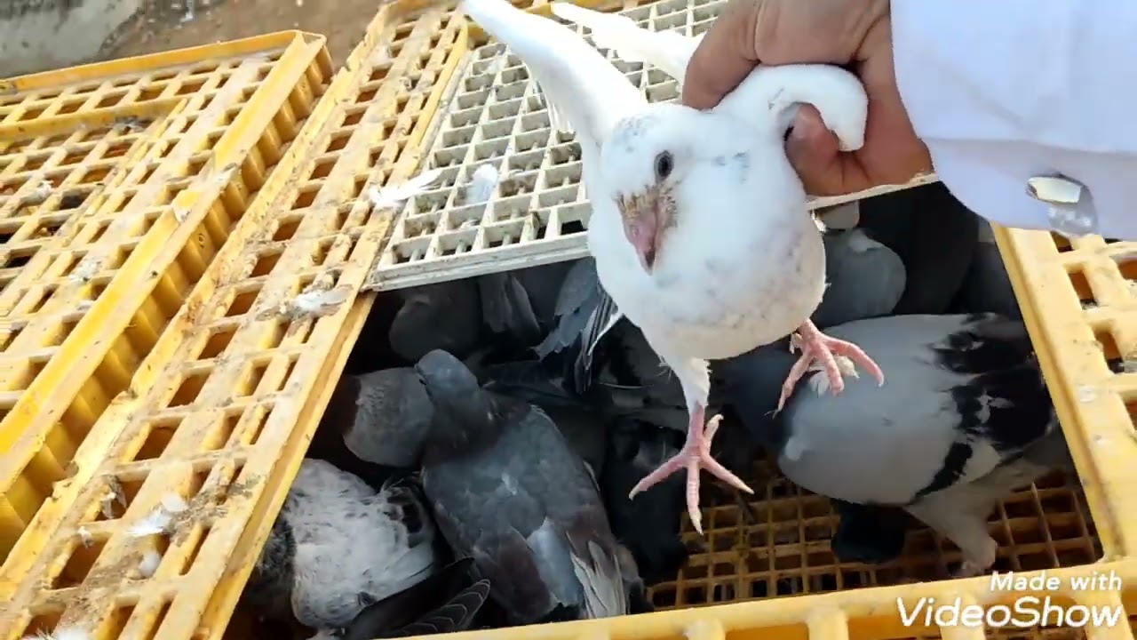 مشروع حمام القصيم