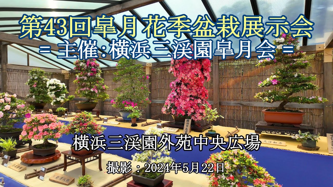 第43回皐月花季盆栽展示会 = 主催：横浜三渓園皐月会 = [4K] The 43rd Satsuki Bonsai Exhibition