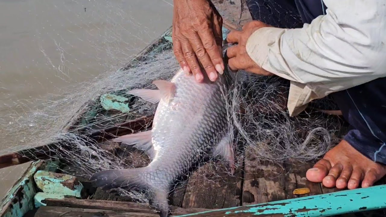 nay tiếp tục cùng dượng 8 #3.đi trúng nước xúc toàn cá khủng không cả nhà ơi...!