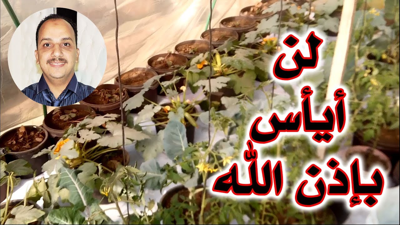 تسميد الزرع بـ PNK زراعه الخضروات فى المنزل