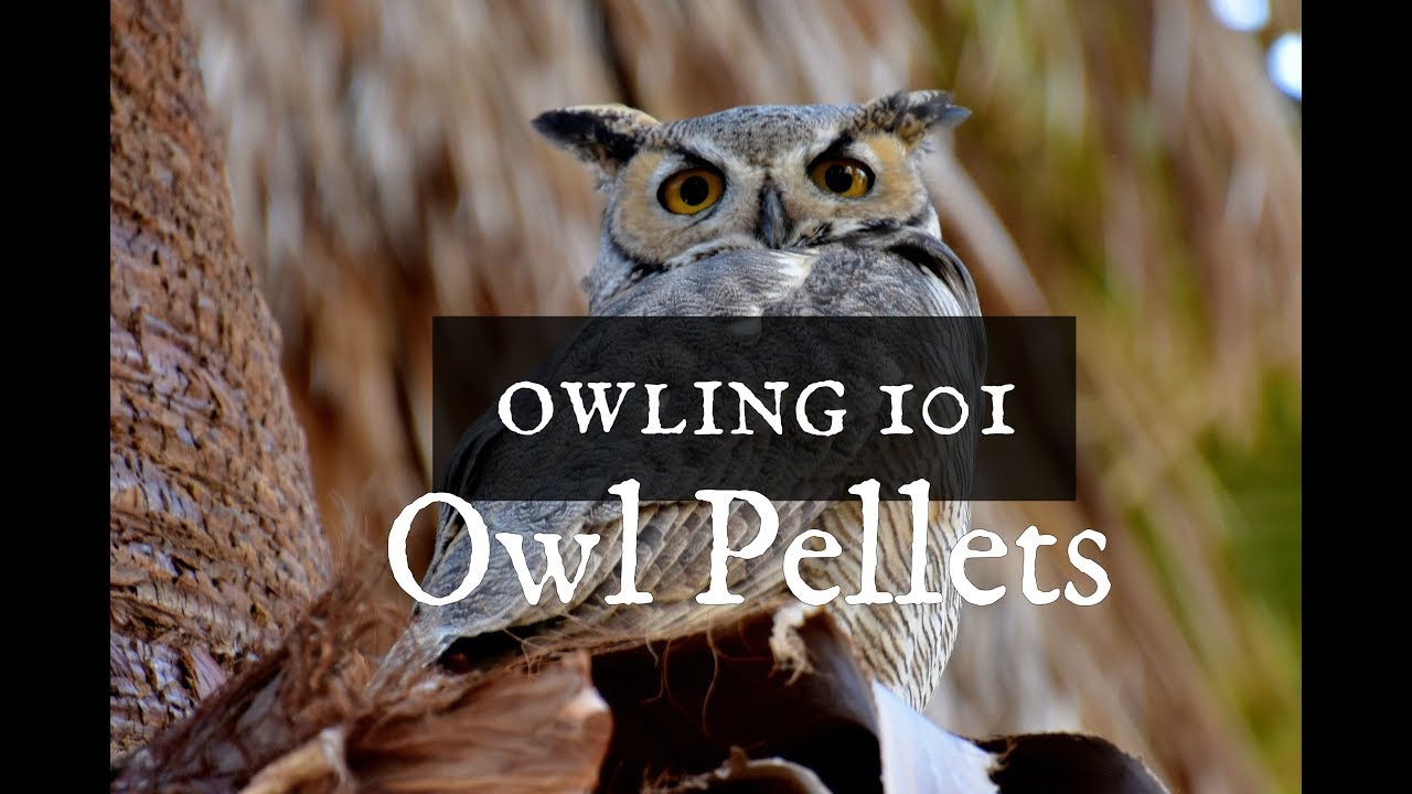 Owling 101: How to recognize owl pellets