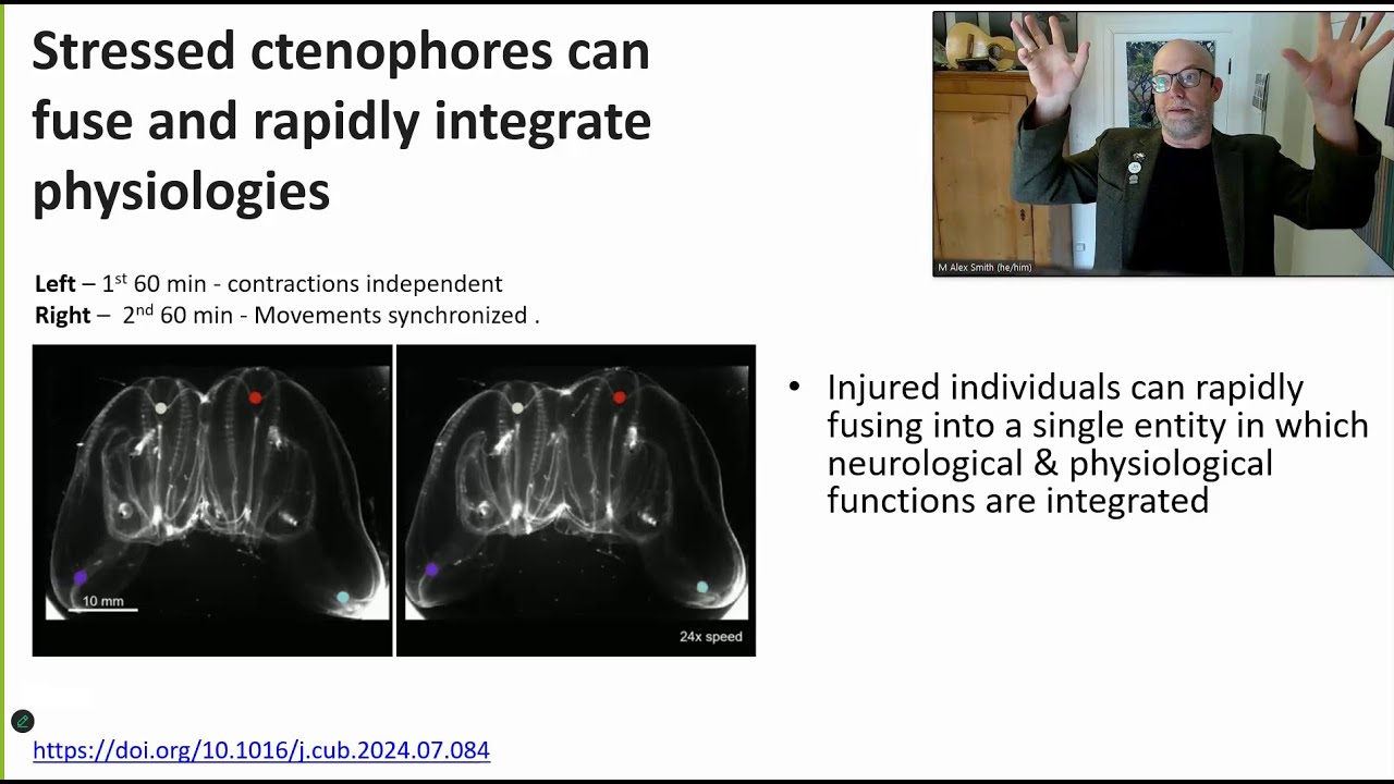 ZOO*2700 W26 - Lecture 10 - Ctenophores