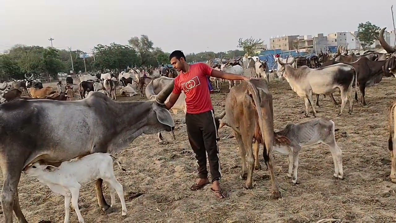 Mini Vlog with cows ❤️❤️❤️ #cow #trending #kankrej #jaishreeram #gaupremi #गौमाता_राष्ट्रमाता