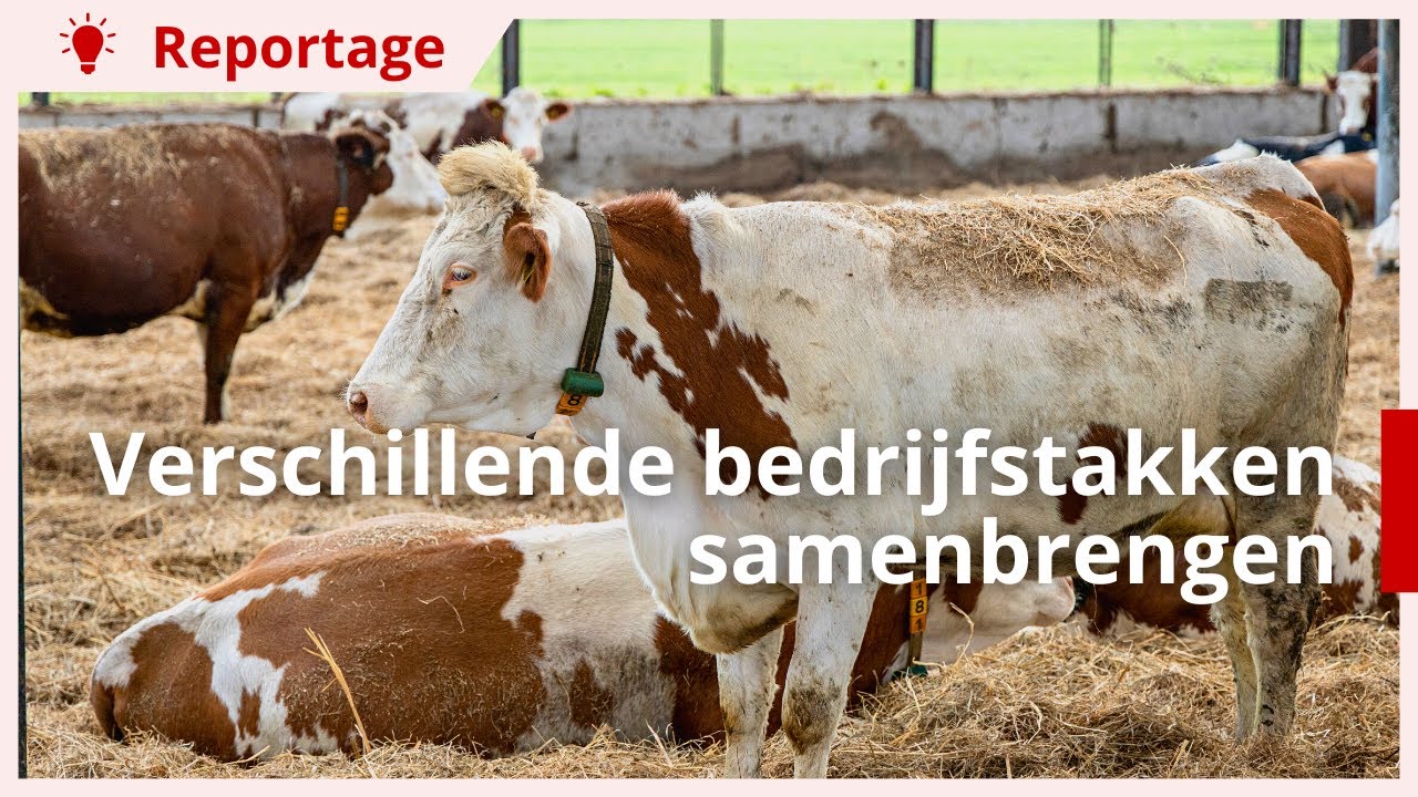 Melkveebedrijf brengt vijf eigenaren én bedrijfstakken samen
