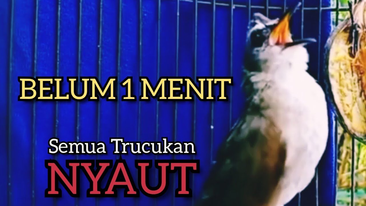 TRUCUKAN OMBYOKAN TRUCUK BAHAN PAUT BISU AGAR BUNYI GACOR PUTARKAN PANCINGAN INI  NYAUT NGROPEL ‼️
