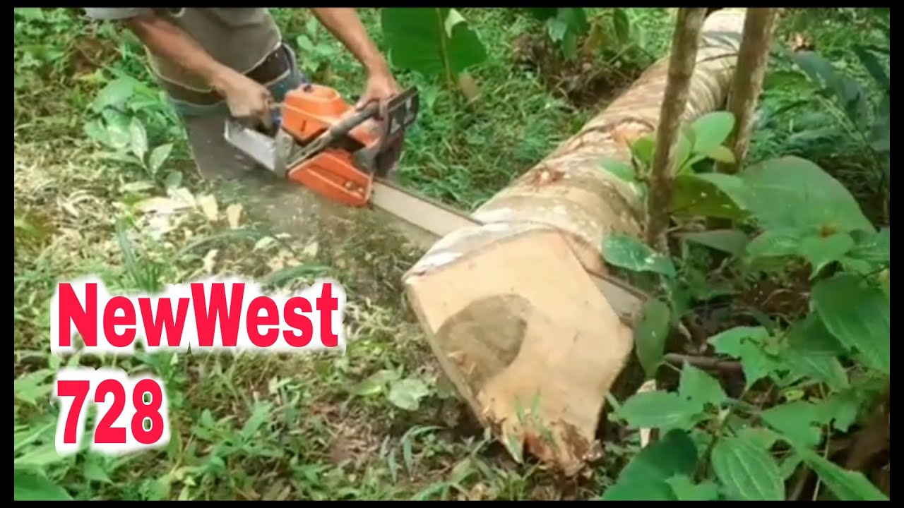 MANTAP !!, Sinso new west 728 tebang pohon cempaka mengunakan rantai baru #mastertumbang #newwest728