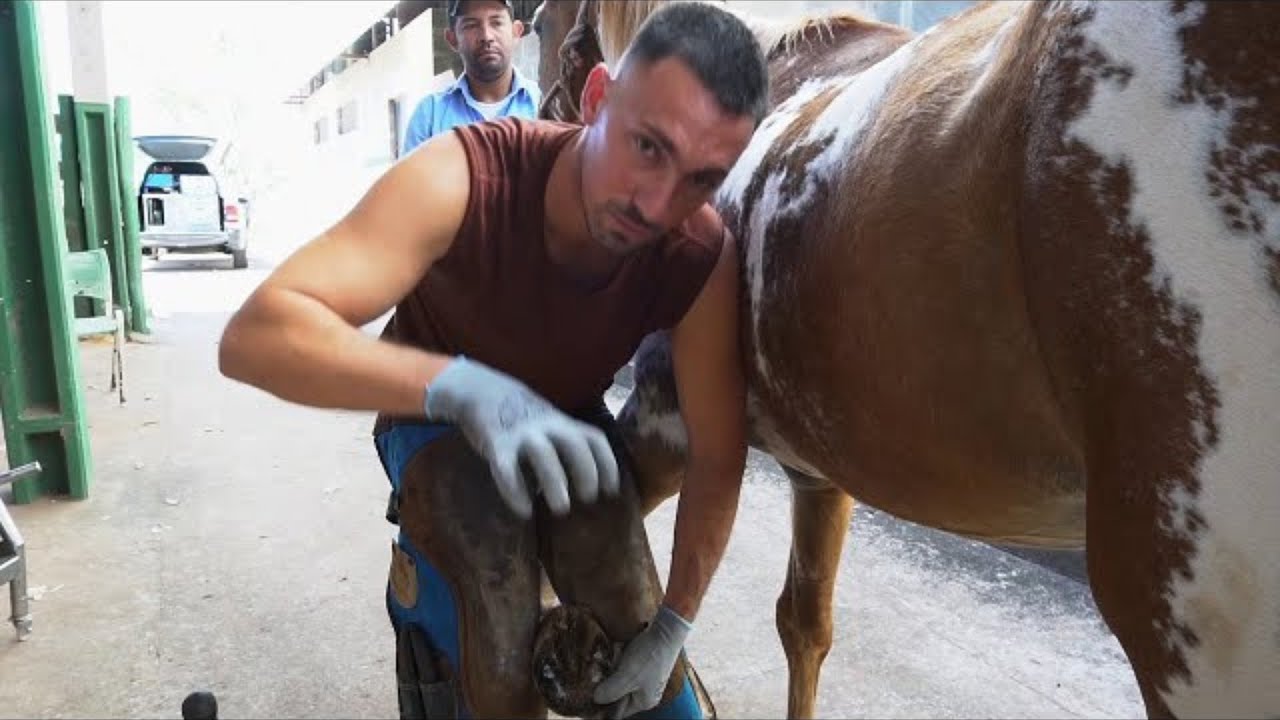 Ferrageamento em Cavalo | Passo a Passo Técnico | Veterinária Consciente - Pedro Calazans