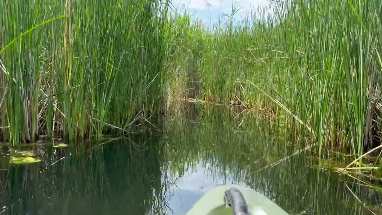Tisza-tó, kajak, tündérrózsa