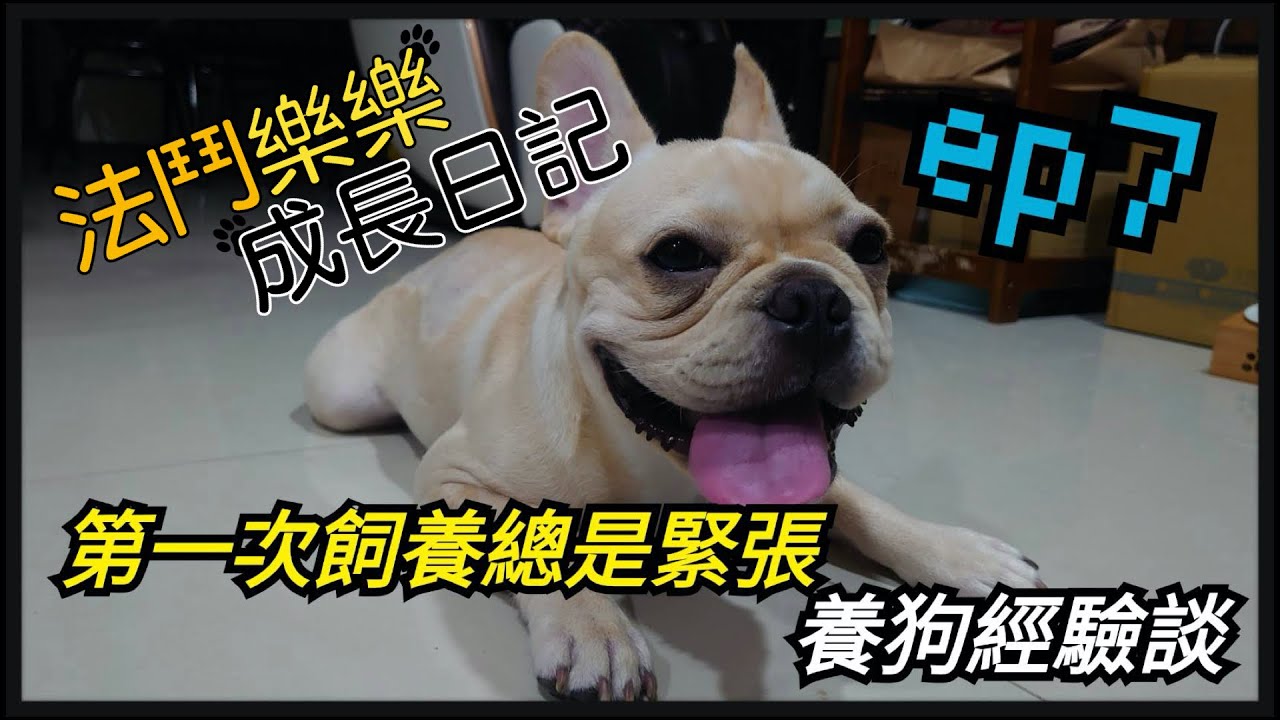 [法鬥樂樂]歷時近半年的飼養～第一次養法鬥的個人經驗分享！法鬥樂樂成長日記EP7其實這是部抽獎文～(4K UHD)[杰公JIEGO]