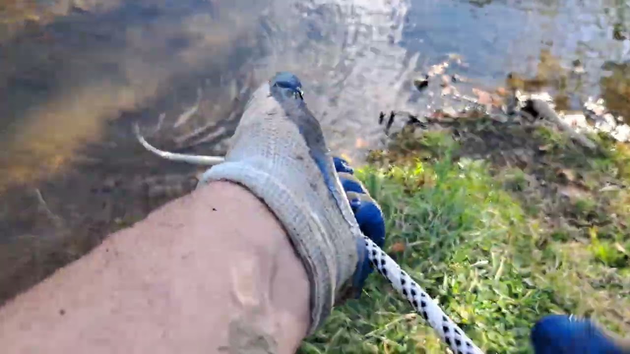 Magnet Fishing more finds at the dog park 