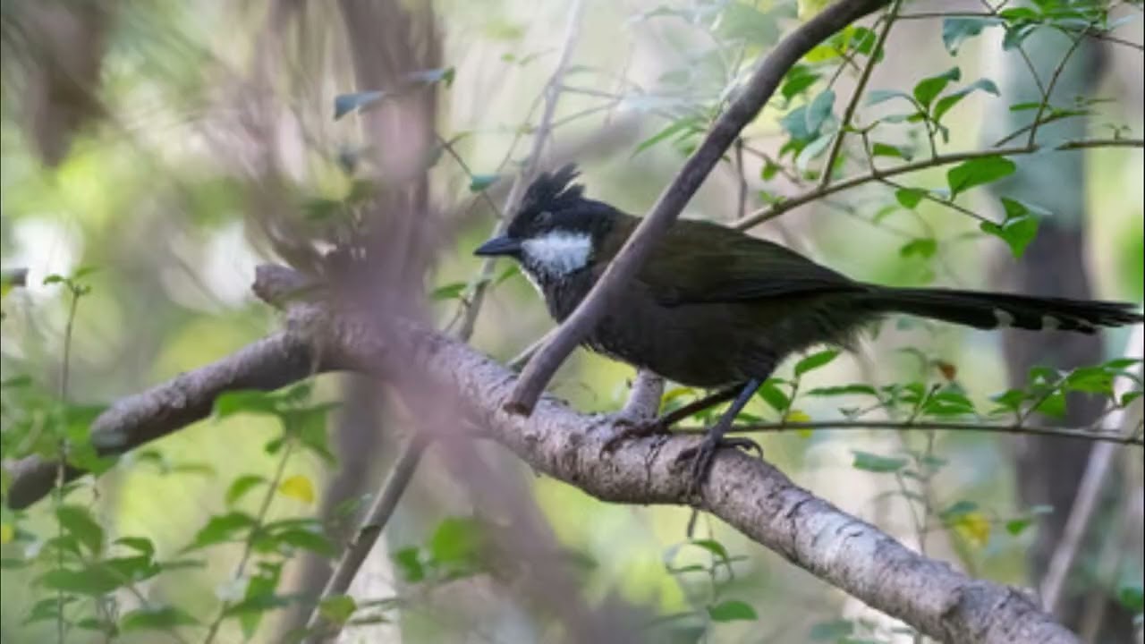 Thirrja e këngës Australiane Whipbird
