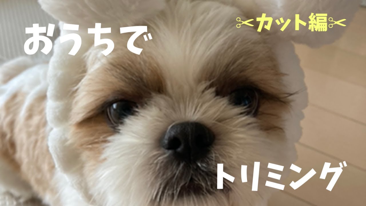 【シーズー】素人のママがおうちでトリミング！【犬Vlog】